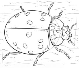 How to draw: Ladybug 7