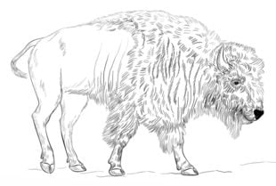 Tutorial de dibujo: Búfalo