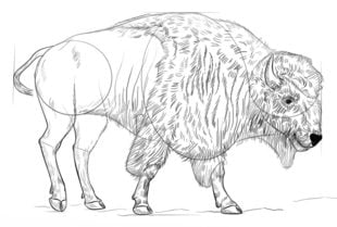 Zeichnen Tutorial: Bison