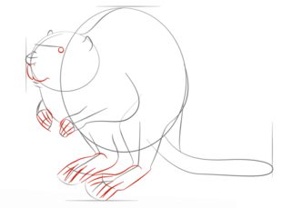 How to draw: Beaver 6