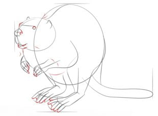 How to draw: Beaver 7