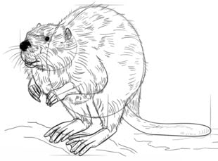 How to draw: Beaver