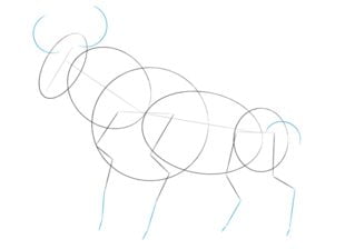 How to draw: Bull 5