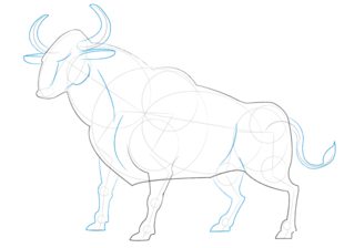 How to draw: Bull 8