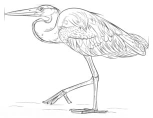 How to draw: Heron