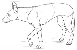 How to draw: Dingo