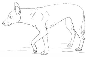 How to draw: Dingo