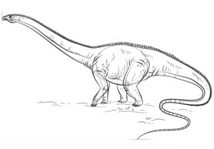 Come disegnare: Diplodocus