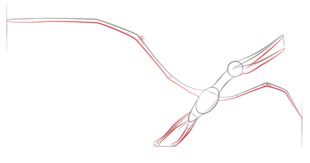 Tutorial de dibujo: Pteranodon 4