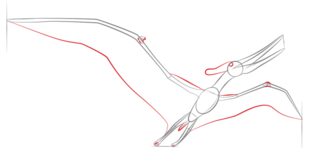 Tutorial de dibujo: Pteranodon 5