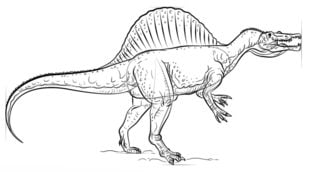 Zeichnen Tutorial: Spinosaurus 8