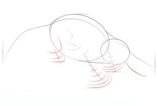 How to draw: Platypus 3