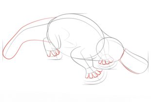 How to draw: Platypus 5