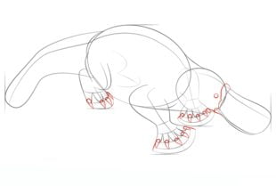 How to draw: Platypus 6