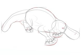 How to draw: Platypus 7