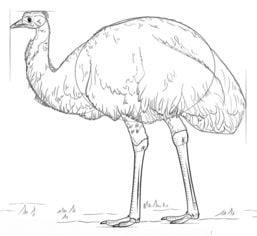 How to draw: Emu 7