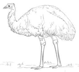 How to draw: Emu