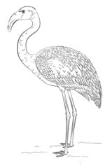How to draw: Flamingo