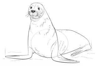 How to draw: Seal