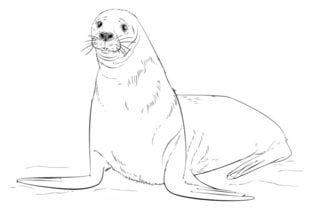 Zeichnen Tutorial: Robben