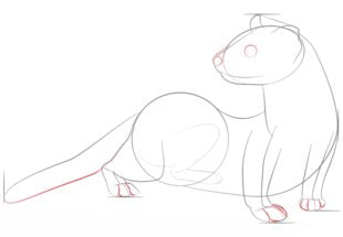 How to draw: Ferrets
