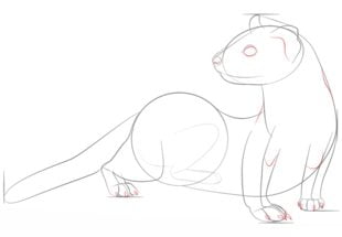 How to draw: Ferrets