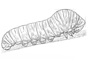 How to draw: Caterpillar