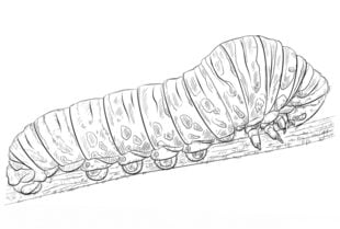How to draw: Caterpillar