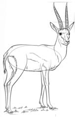 How to draw: Gazelle