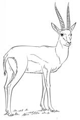Zeichnen Tutorial: Gazelle