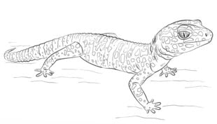 Tutorial de dibujo: Lagarto gecko