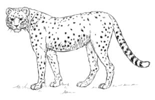 How to draw: Cheetah