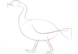 How to draw: Goose 4