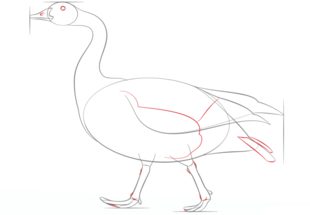 How to draw: Goose 6