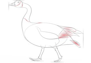How to draw: Goose 7