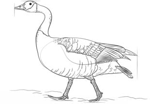 How to draw: Goose 8