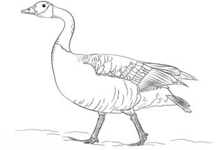 How to draw: Goose 9