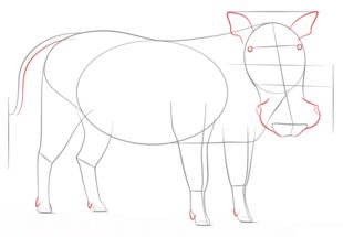 Zeichnen Tutorial: Warzenschwein 5