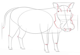 Zeichnen Tutorial: Warzenschwein 6