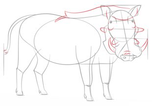 How to draw: Warthog