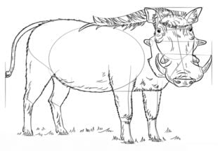 Zeichnen Tutorial: Warzenschwein 8