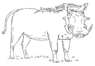Zeichnen Tutorial: Warzenschwein 9