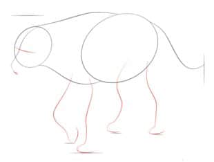 Zeichnen Tutorial: Hyäne 3