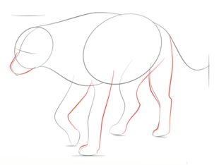 How to draw: Hyena 4