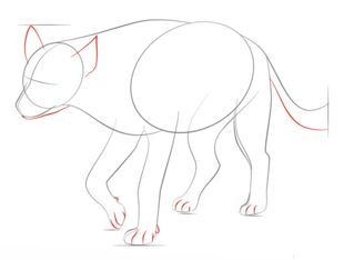 How to draw: Hyena 5