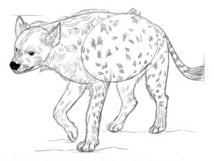 Zeichnen Tutorial: Hyäne 8