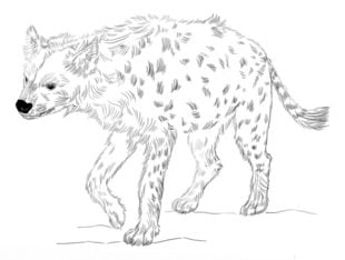 How to draw: Hyena