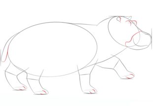 Zeichnen Tutorial: Flusspferd 5