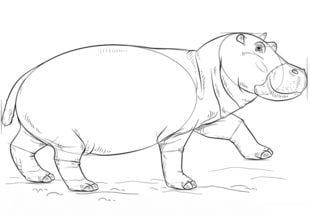 How to draw: Hippopotamus