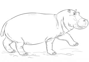 How to draw: Hippopotamus